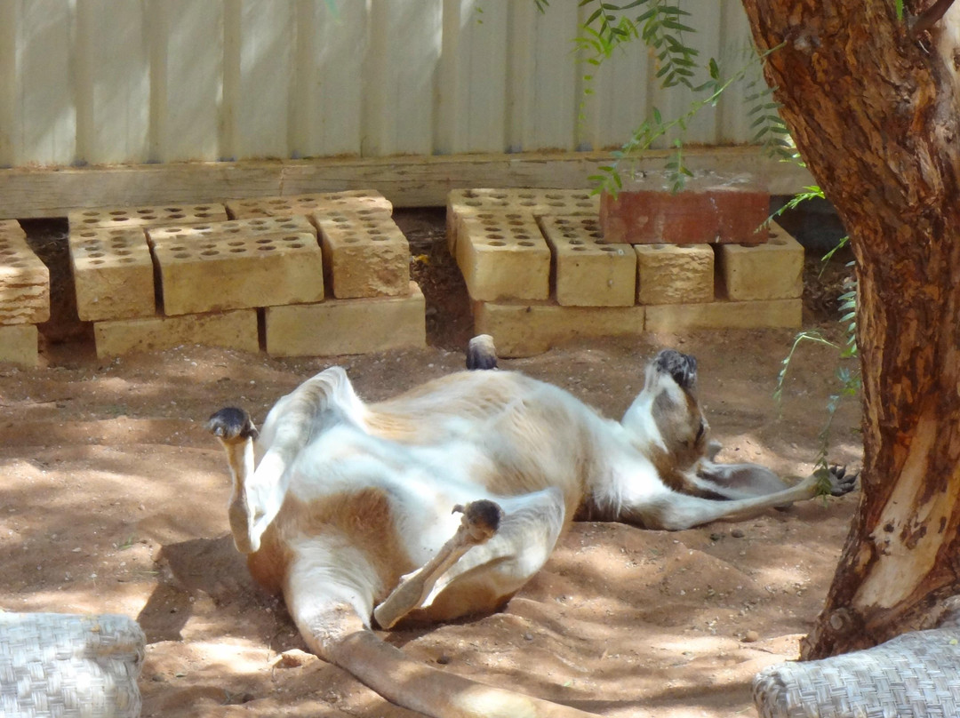 库伯佩迪旅游景点-Josephine's Gallery and Kangaroo Orphanage