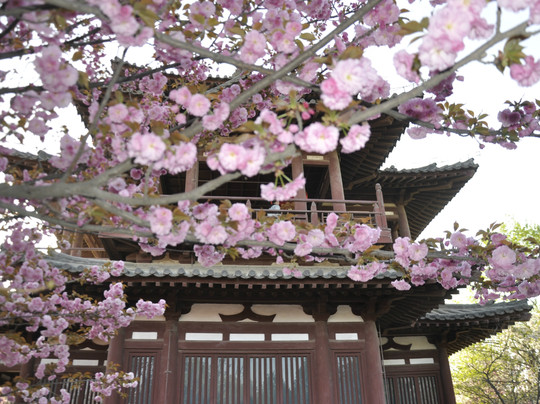 乐游原-西安市必去景点