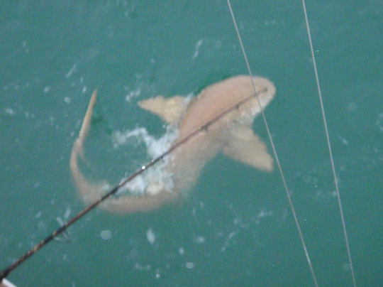 Bobby B Fishing Charters-迈尔斯堡海滩必去景点