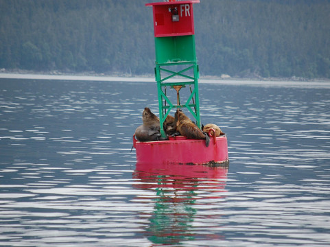 Weather Permitting Alaska - Whale Watching-朱诺必去景点