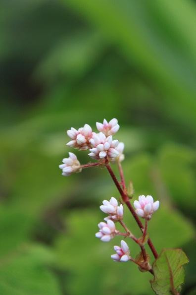 Doi Pha Hom Pok National Park-芳县必去景点
