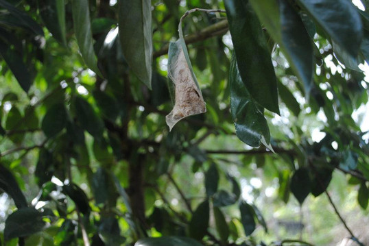 Sawah Ladang Bintan-民丹岛必去景点