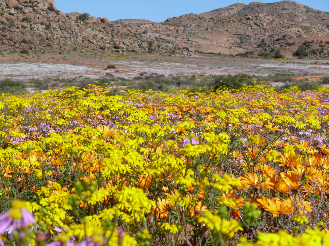 Namaqualand-北开普省必去景点