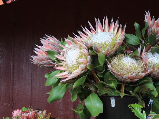 Sunrise Protea Farm-库拉必去景点