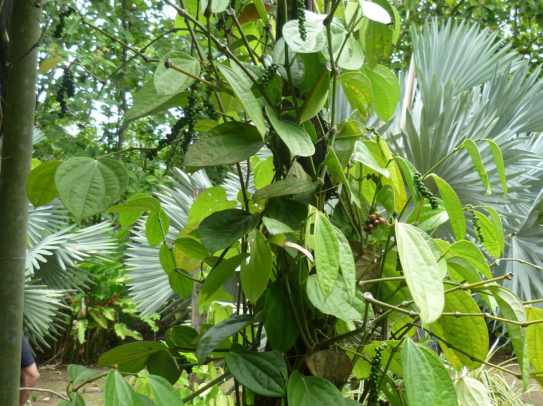 Tree of Life Wildlife Rescue Center and Botanical Gardens-卡维塔必去景点