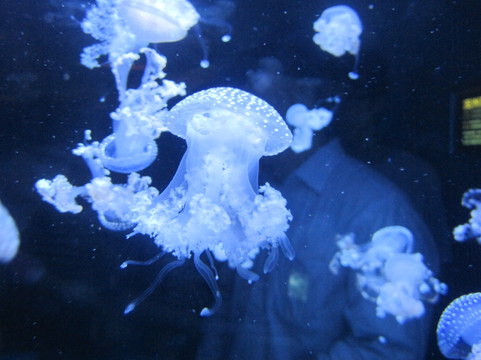 太平洋海底世界博览馆-北京市必去景点