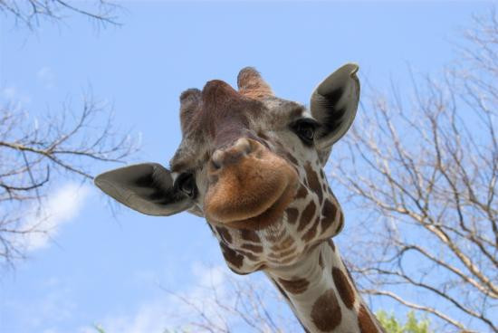 Fossil Rim Wildlife Center-Glen Rose必去景点
