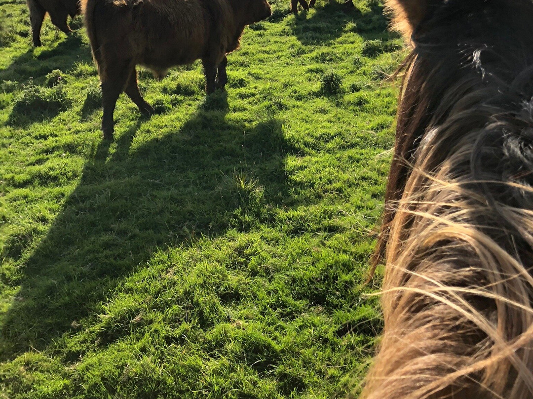Haras Henson景点图片