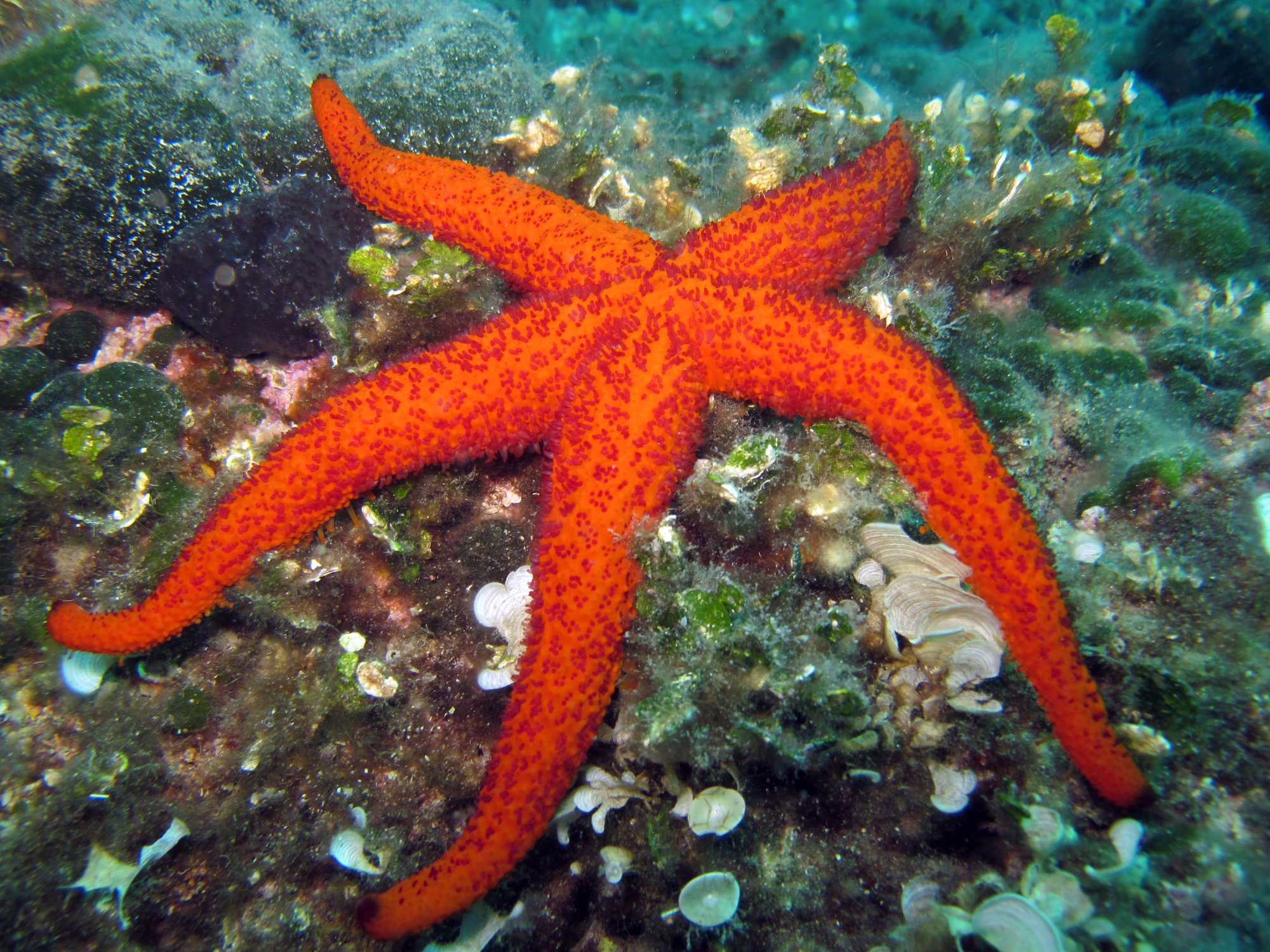 Diving Center Kostrena Rooms-泳池