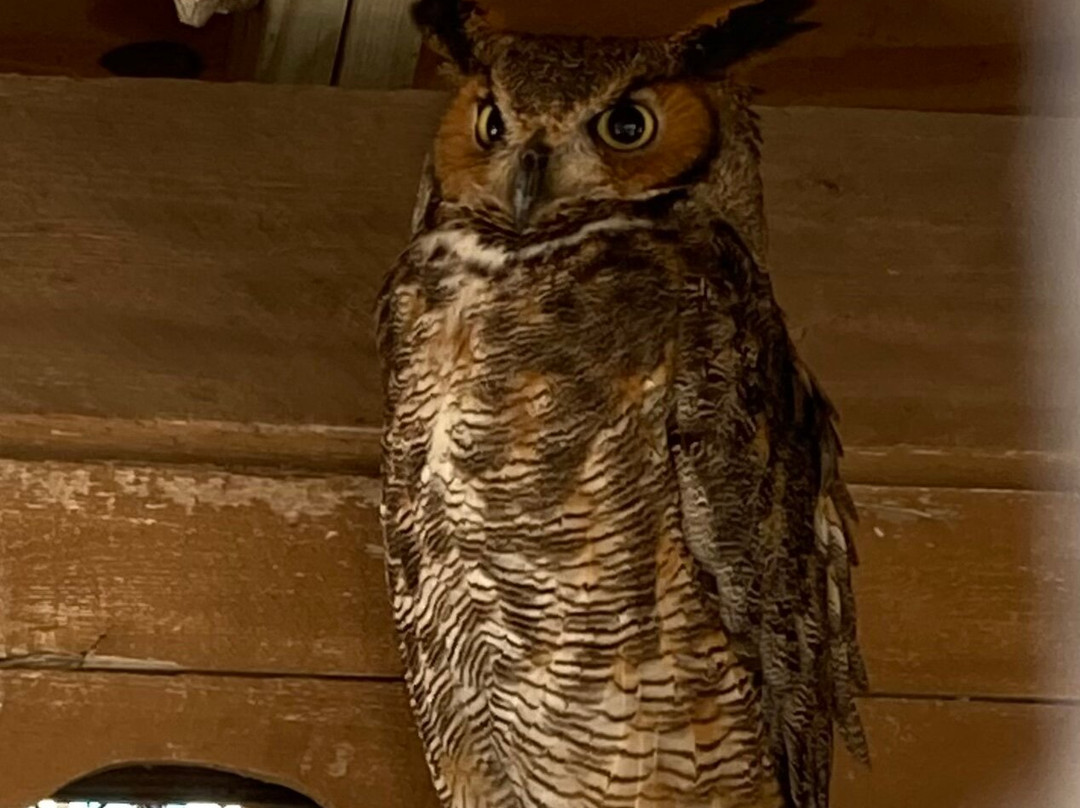 Seaside Seabird Sanctuary-Indian Shores必去景点