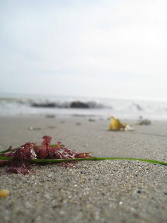 New Brighton State Beach-卡皮托拉必去景点