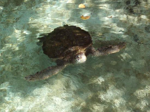 Coral World Ocean Park-Smith Bay必去景点