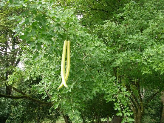 Royal Botanical Gardens-西班牙港必去景点