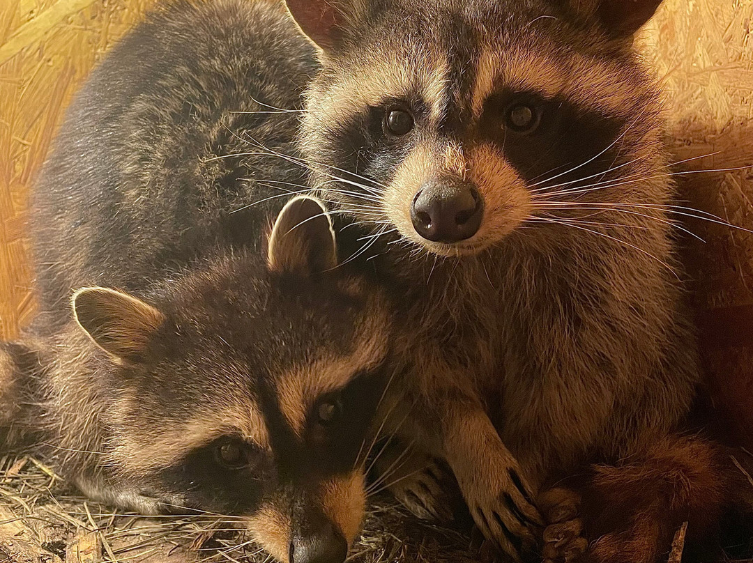 Amusement Park Zoo and Ostriches-Privolzhskii必去景点