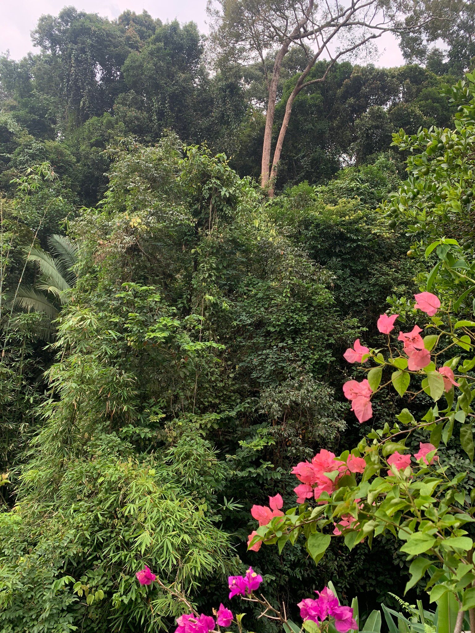 Nanga Damai Homestay-官方