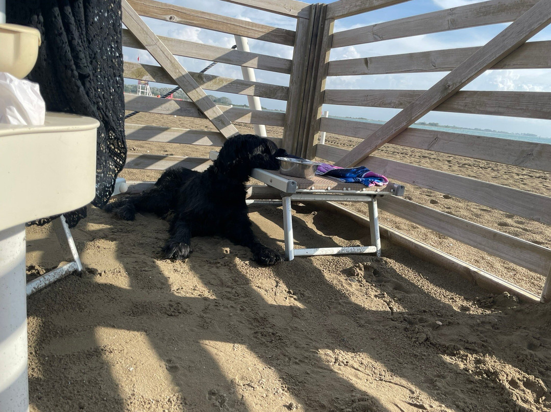 Doggy Beach景点图片