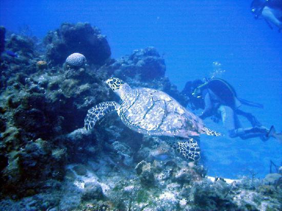 Dressel Divers Playa Paraiso-普拉亚德尔卡曼必去景点