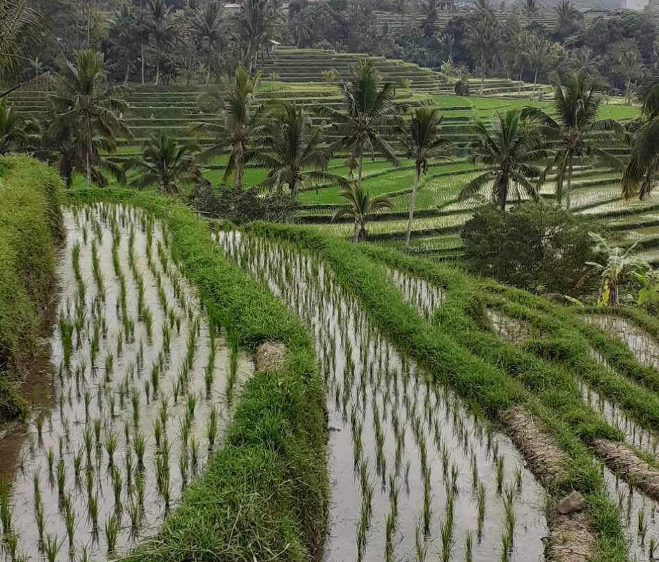 Bali Essentiel-登巴萨必去景点