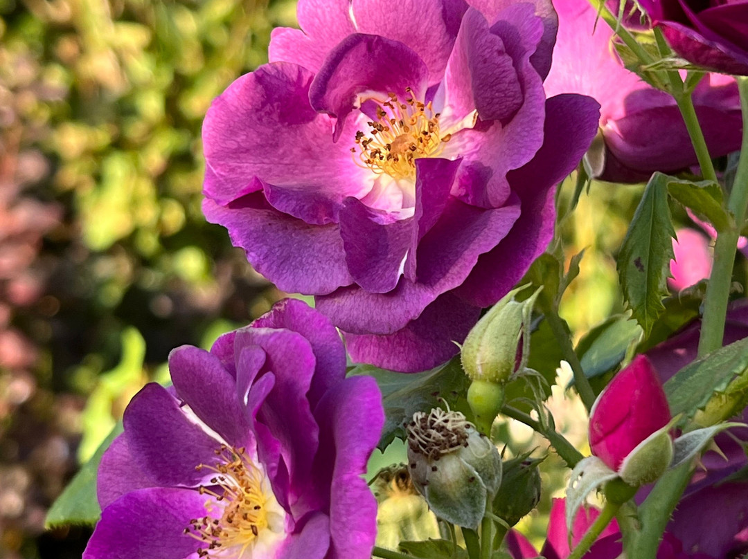 SHENLEY PARK-Shenley必去景点