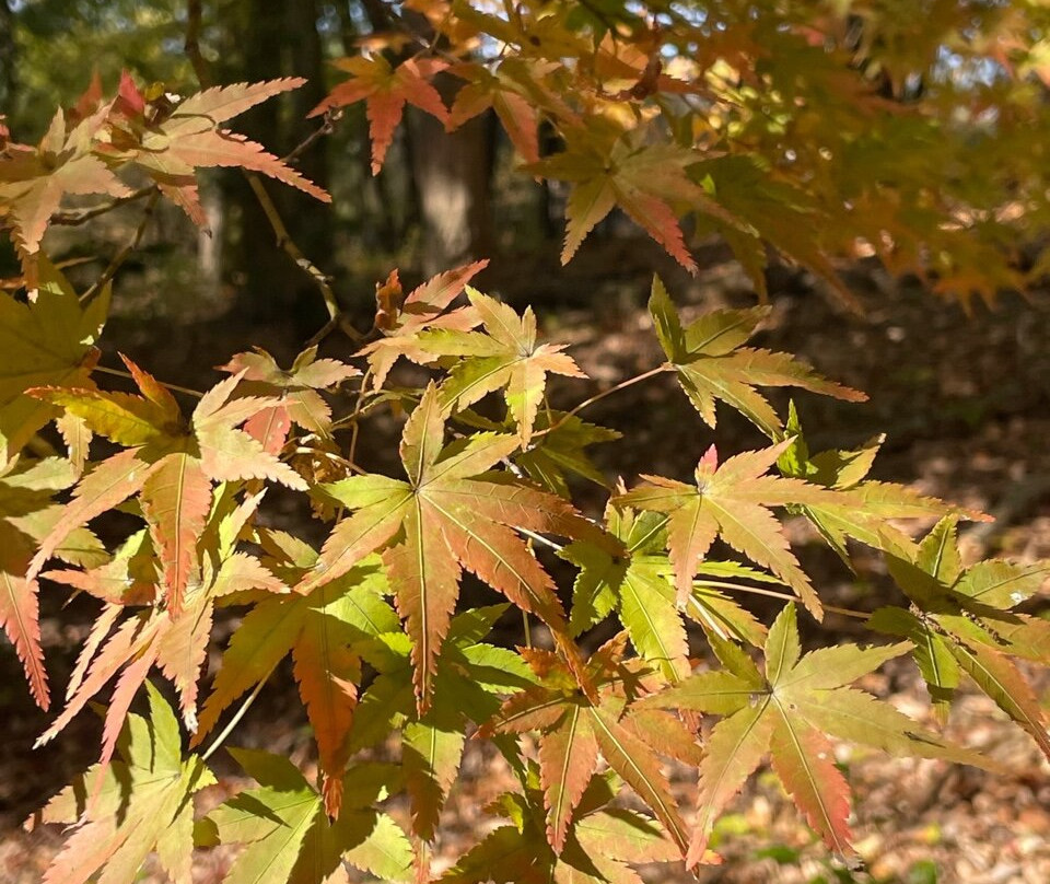Uji City Botanical Park-宇治市必去景点