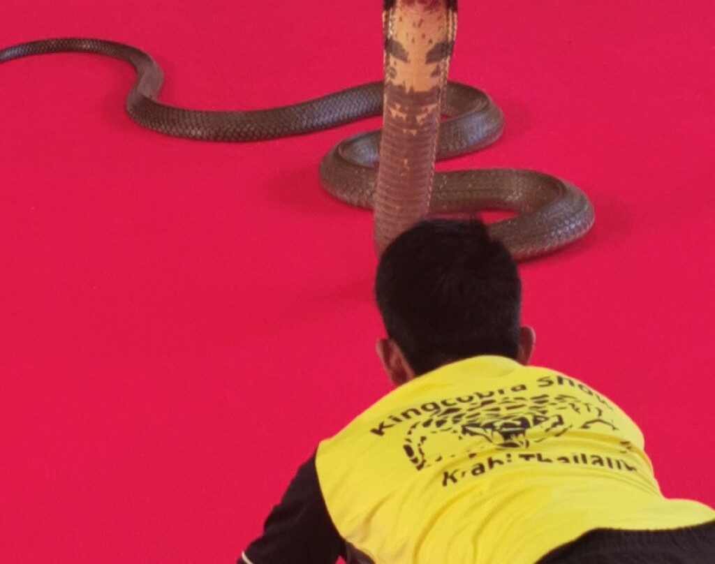 Snake Farm and Monkey School景点图片