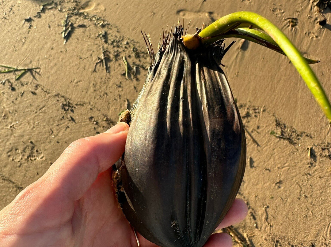 卡巴纳斯森吉斯滨海酒店主图