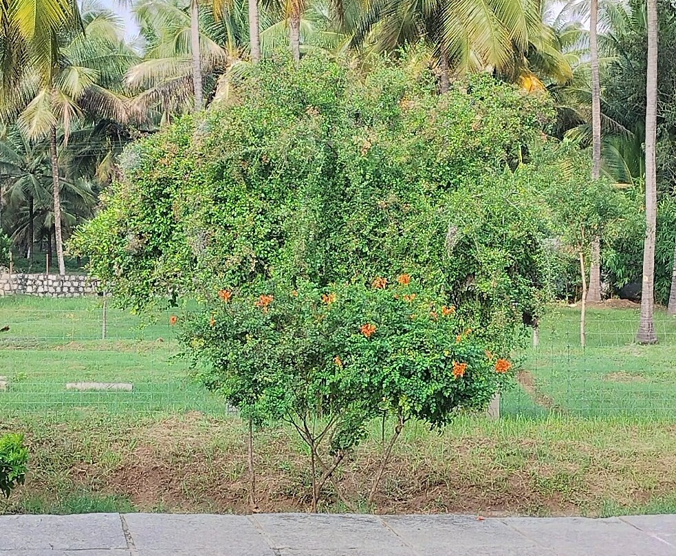 Akshaya Bungalow by Sparsa