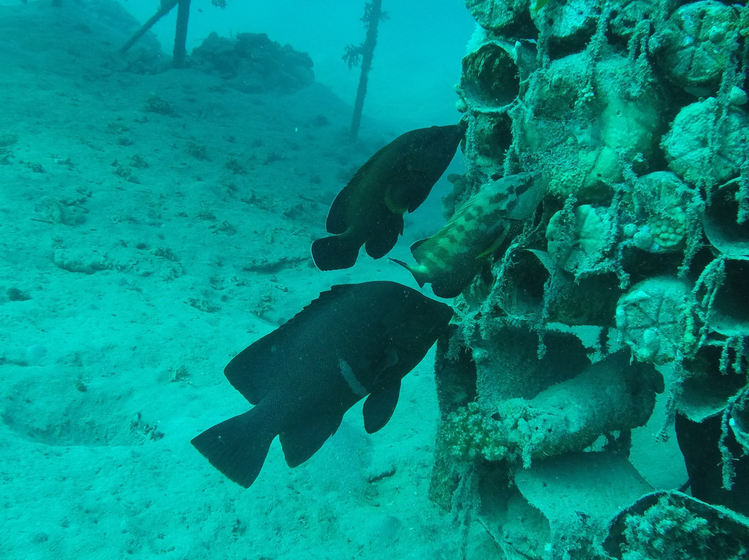 ORCA Dive Club Coral Garden景点图片