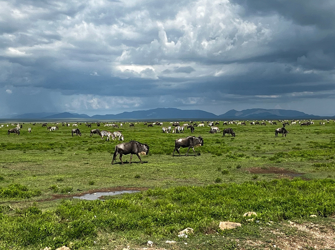 Regal African Safaris景点图片