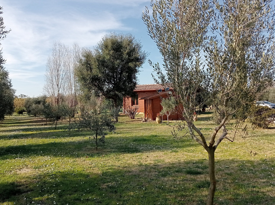 Agriturismo Casa Degli Ulivi主图