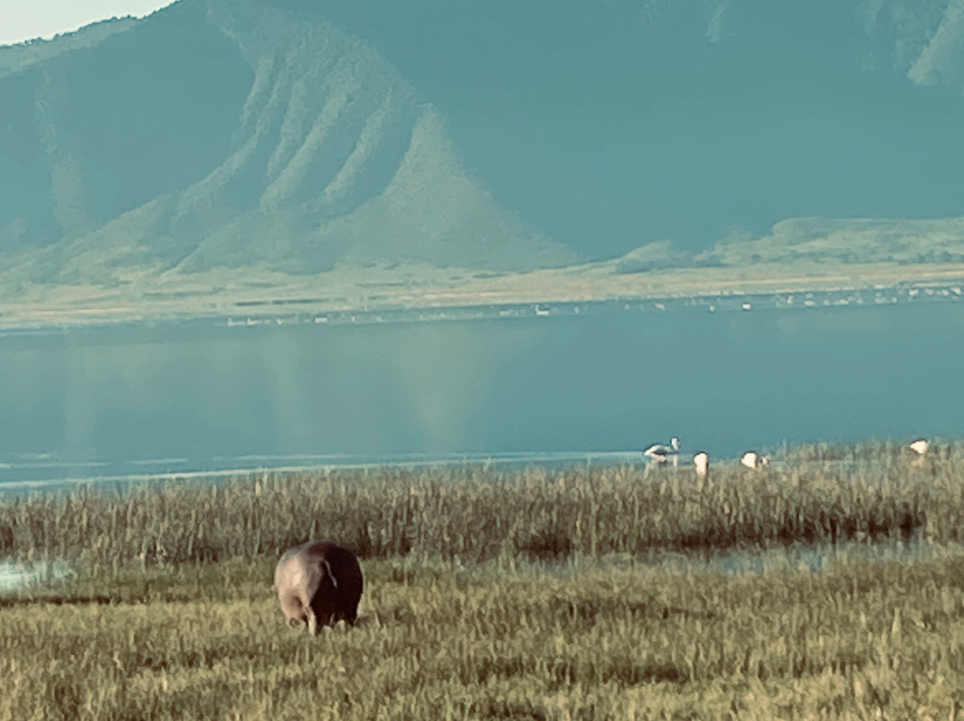 Godson Adventures Plains 2 Peaks-阿鲁沙必去景点