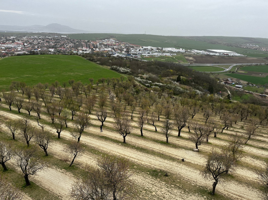 Almond Orchard景点图片