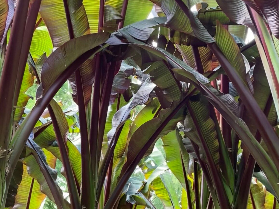 Delta Boats Tigre-蒂格雷必去景点