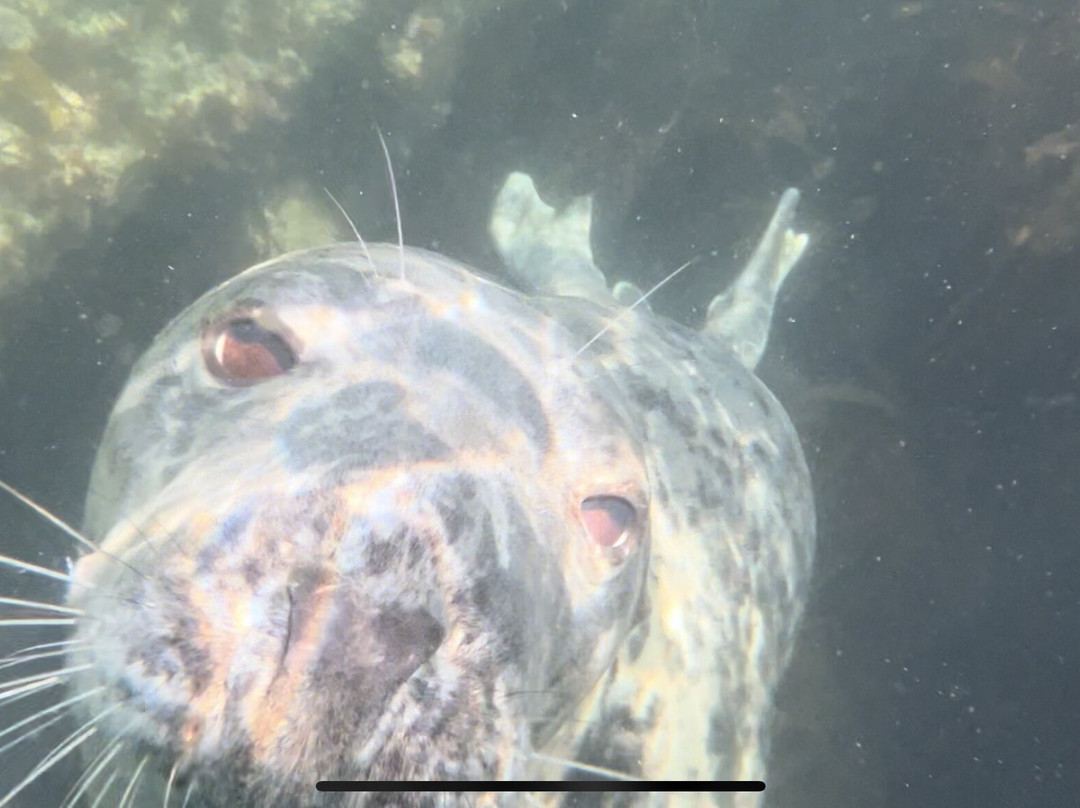 Seal Snorkelling Adventures-Higher Town必去景点