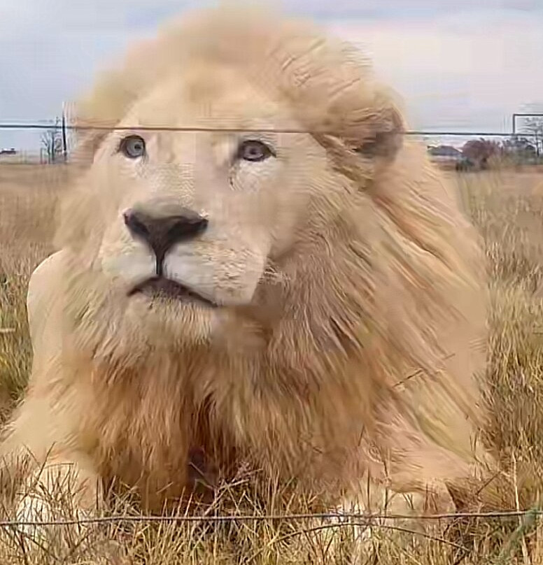 Zanchieta Wildlife Rescue Centre & Lodge-布隆方丹必去景点