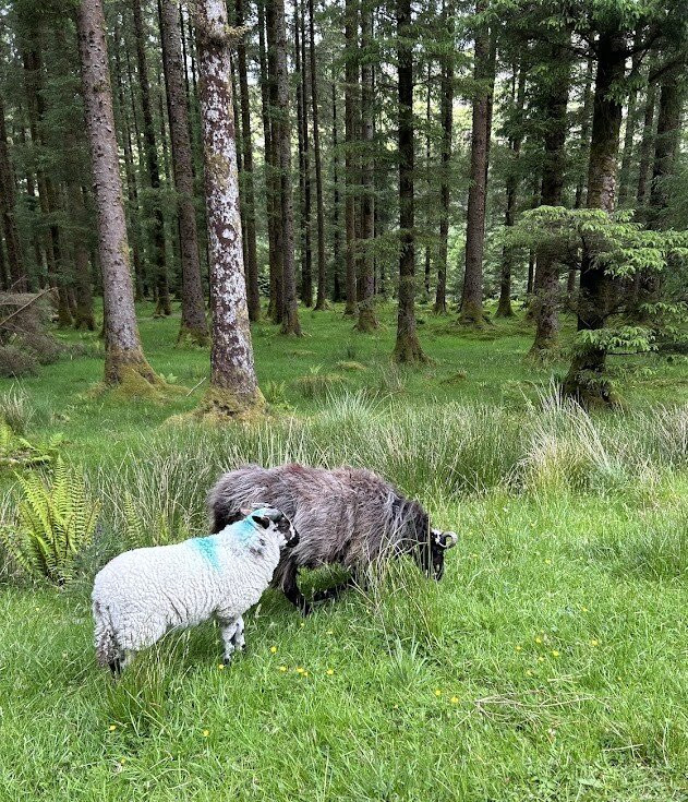 Gougane Barra Hotel主图