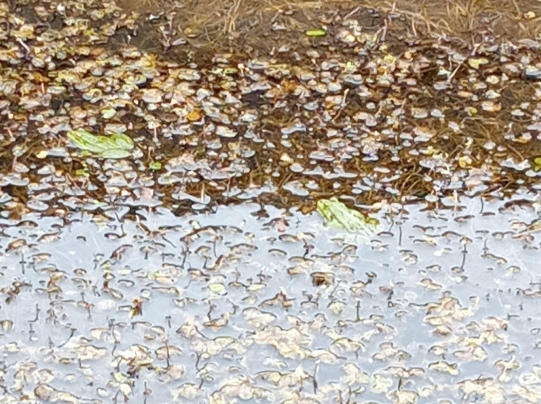 Réserve Naturelle Nationale de l'Etang des Landes景点图片
