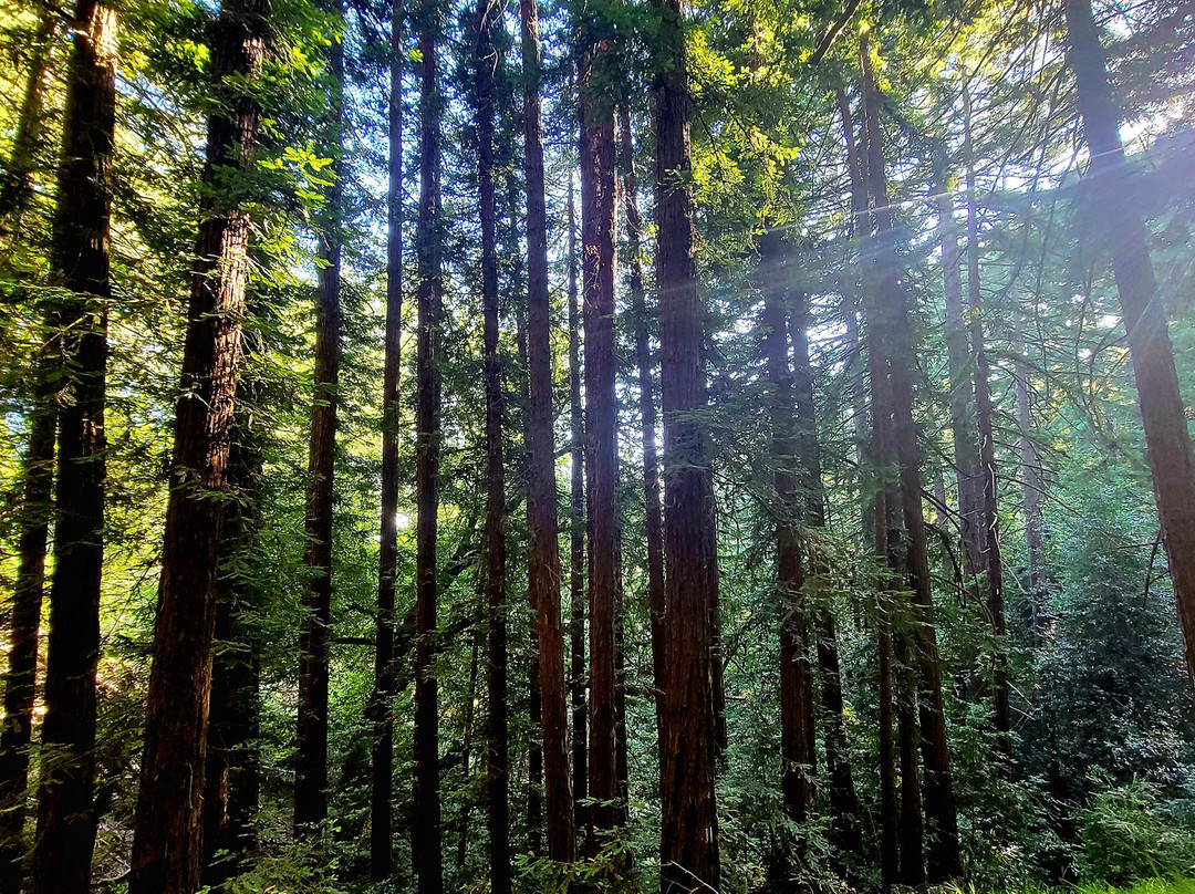 Joaquin Miller Park景点图片