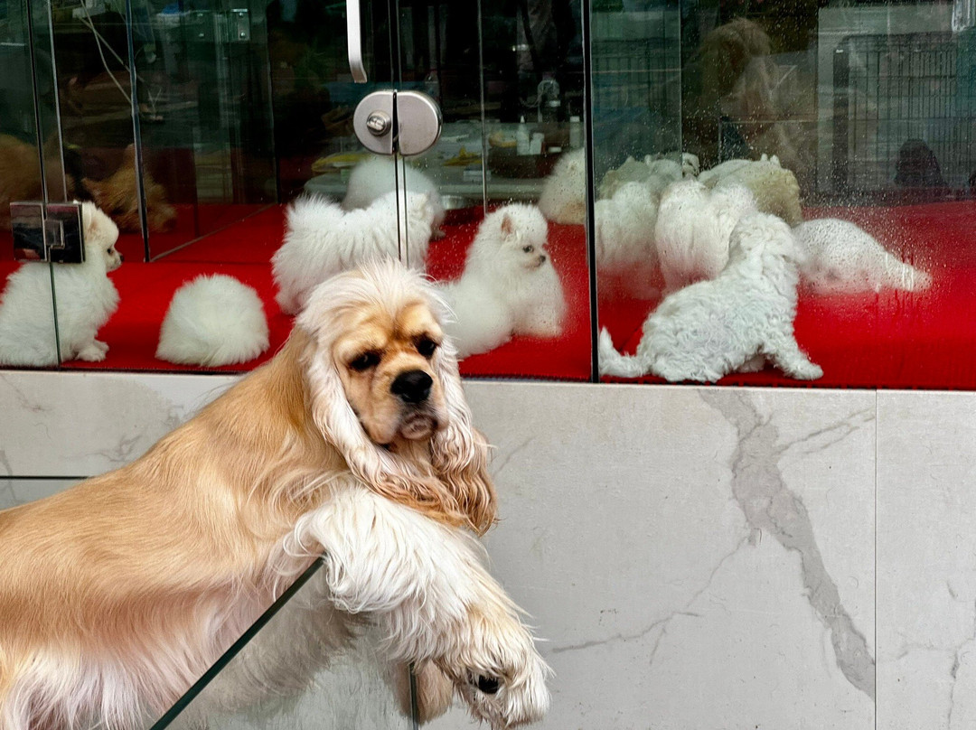 昆明白龙花鸟市场-昆明市必去景点