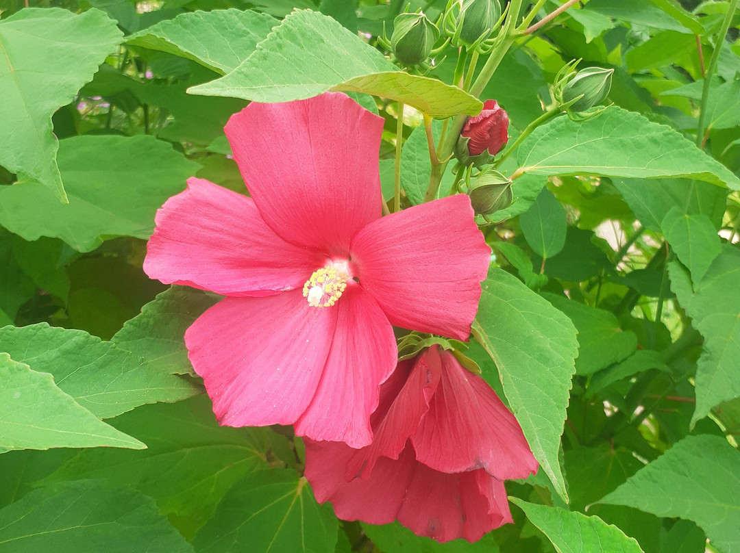 Botanischer Garten景点图片
