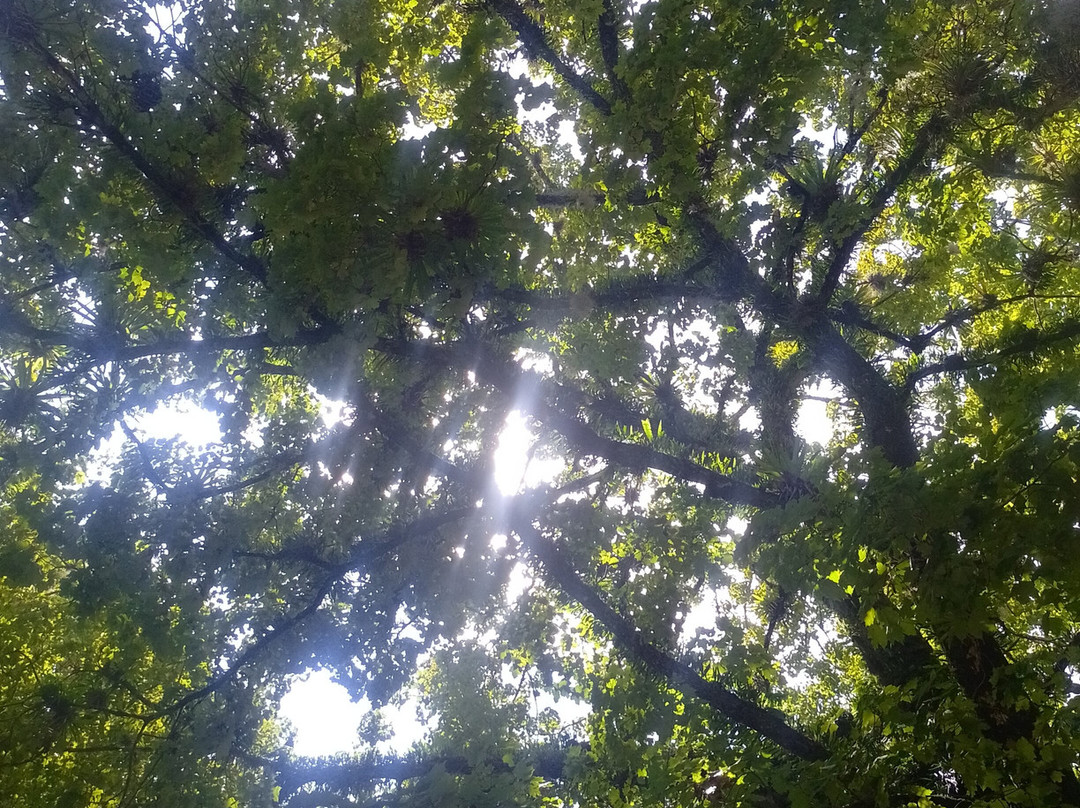 El Cielo International Biosphere Reserve / La Reserva Biosfera El Cielo景点图片
