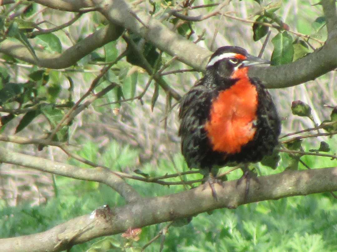 Humedal Rio Maipo-圣安东尼奥必去景点