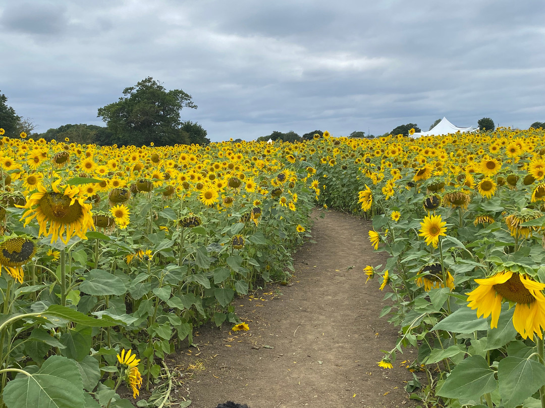 Writtle Sunflowers景点图片