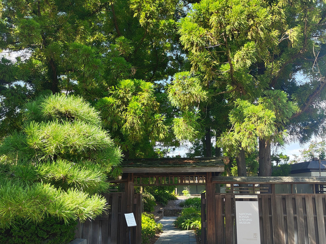 National Bonsai & Penjing Museum景点图片