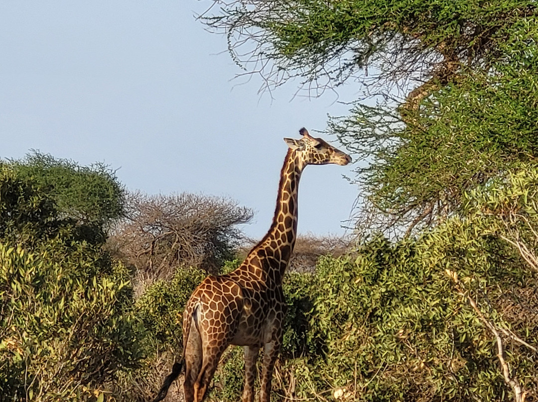 Scopri il Kenya con Nicholas-瓦塔木必去景点