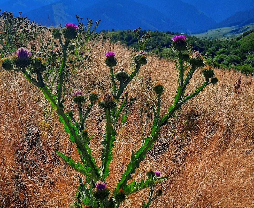 Chon-Kemin National Park景点图片