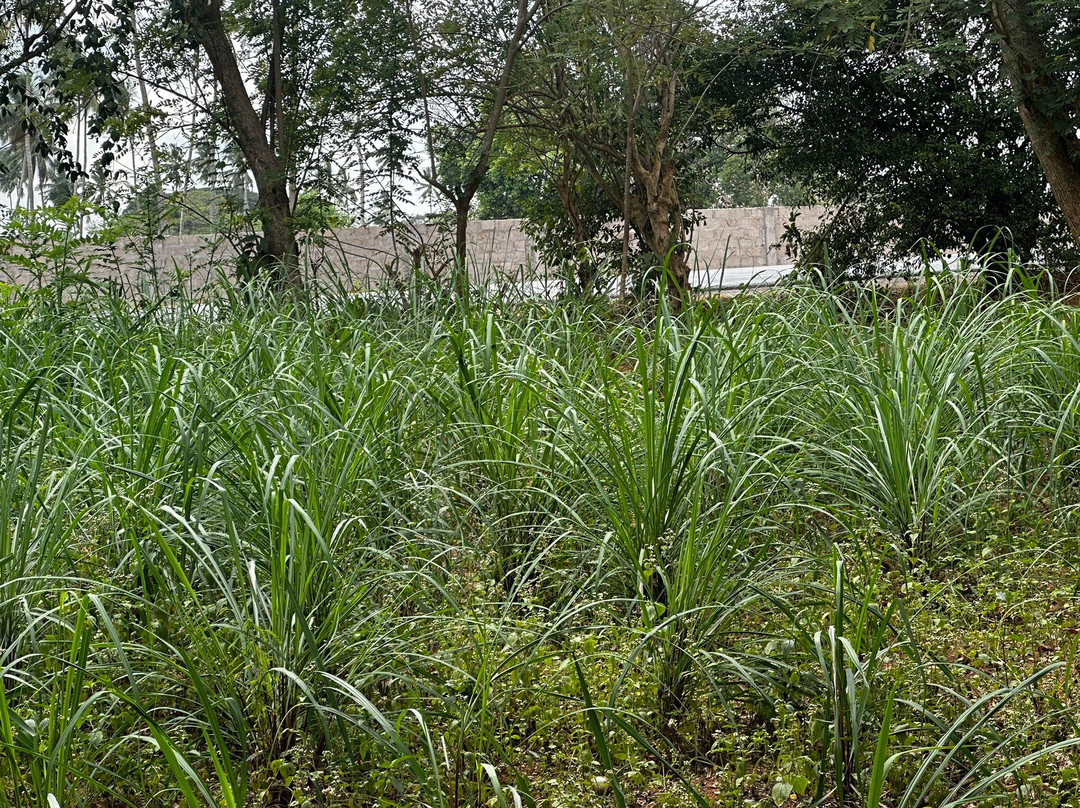 ZanTours Ltd-桑给巴尔市必去景点