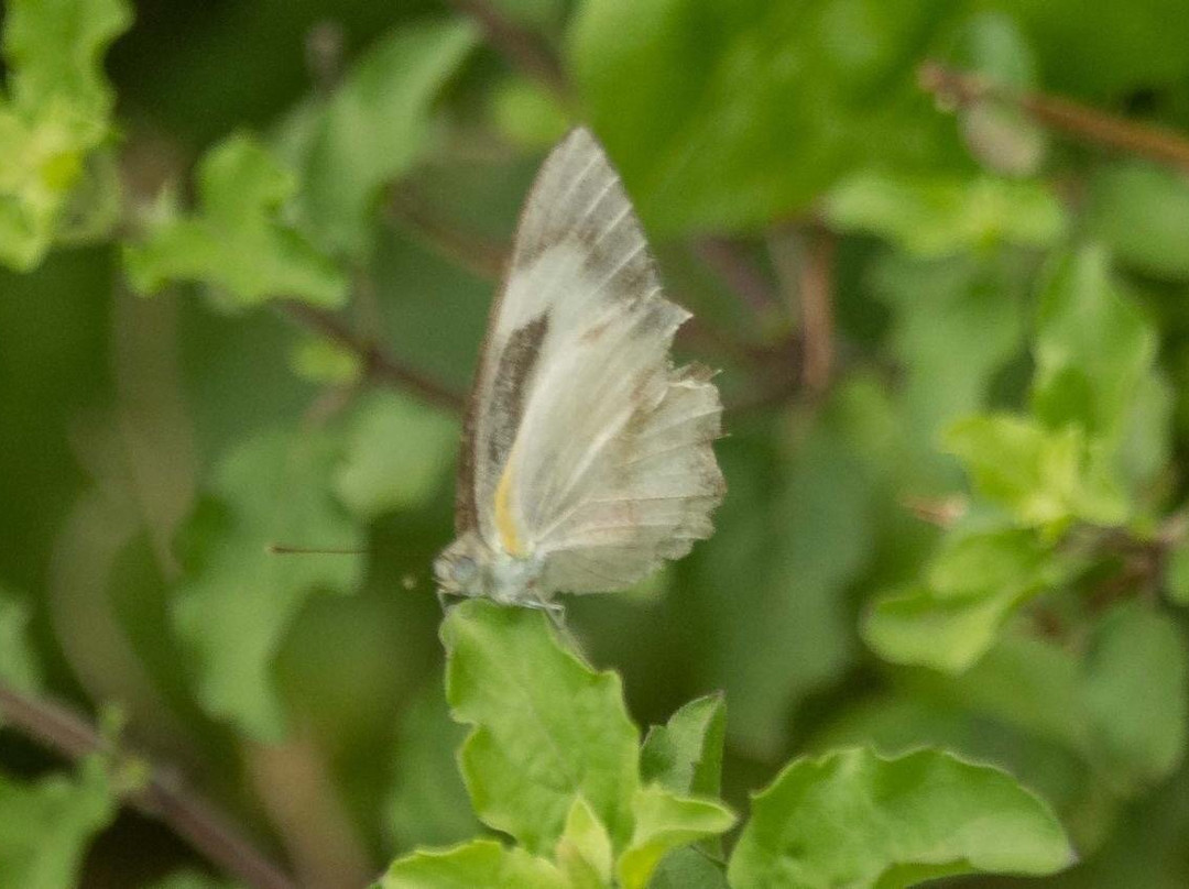 Anawilundawa Wetland Sanctuary-Chilaw必去景点