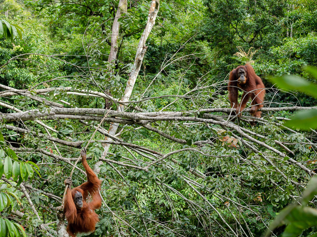 Bukit Lawang Travel-武吉拉旺必去景点