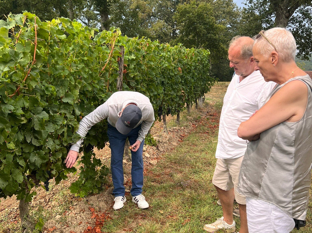 Dordogne Vineyard Tours景点图片